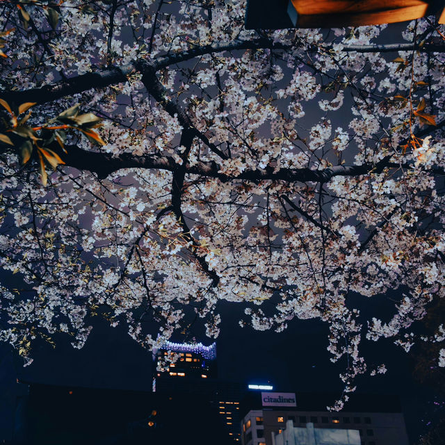 Japan – A Thousand Shades of Sakura Blossoms