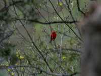 Sacred Paths: Hiking Through Effigy Mounds