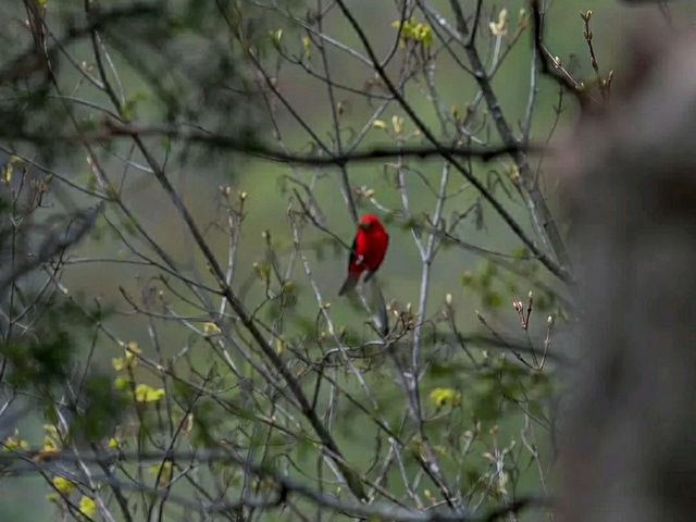 Sacred Paths: Hiking Through Effigy Mounds