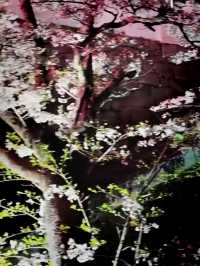 Blossoms and Blades at Igaryu Ninja Museum