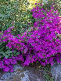 Bodnant Garden – A Living Masterpiece in the Heart of North Wales