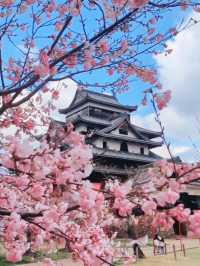Samurai Petals at Matsue Castle