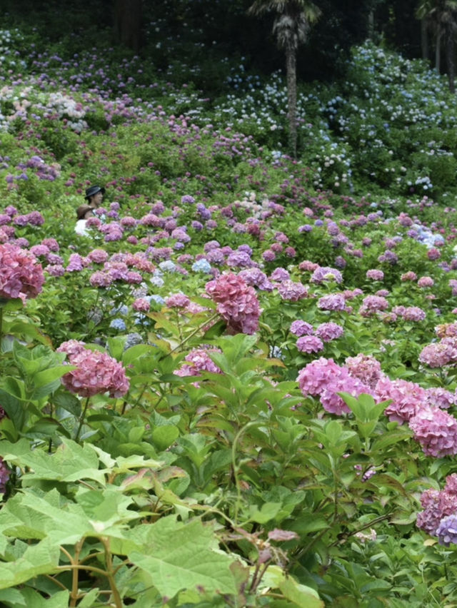 千葉のオススメ　お花スポット2選
