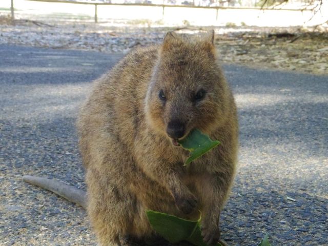 【パース🇦🇺】クオッカに会いに自転車で走り回ろう！