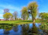 Stone & Blossom: Spring at Caludon Castle Park