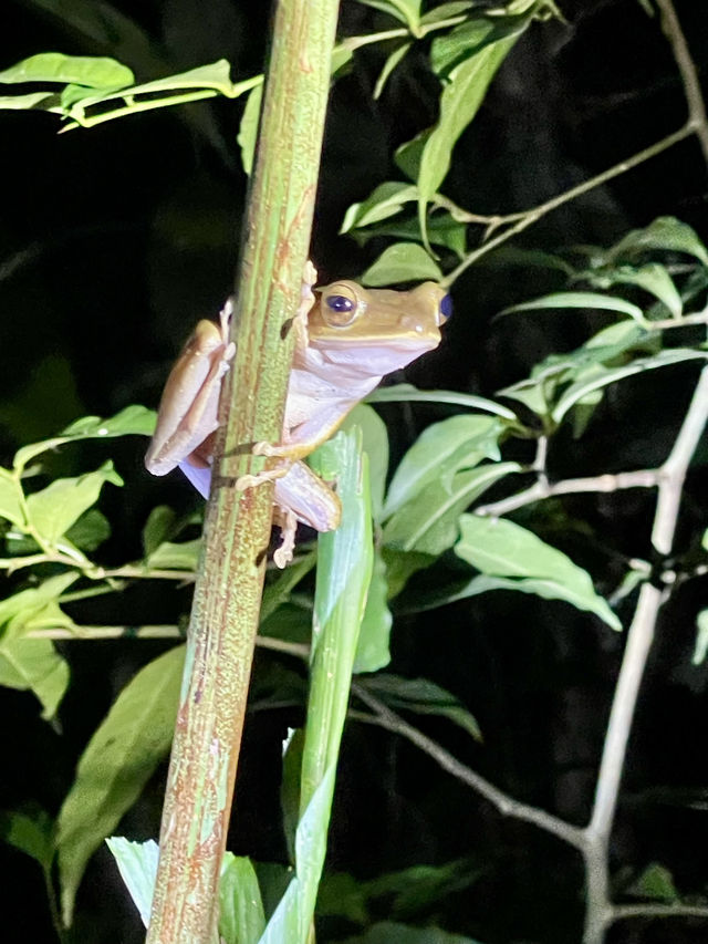 Night Safari 