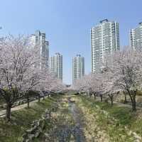 봄에 더욱 아름다운 청주 오송 🌸