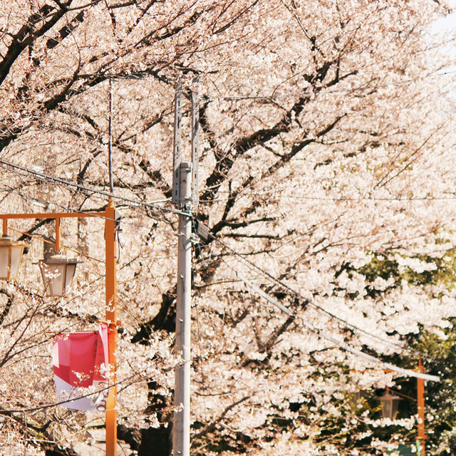 Sakura Reflections in Ouchi-juku: Edo-Era Nostalgia in Bloom