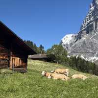 🇨🇭✨ สวิตเซอร์แลนด์ – ดินแดนในฝันที่มีอยู่จริง 🏔️
