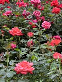 首爾玫瑰花季🌹中浪川玫瑰花公園