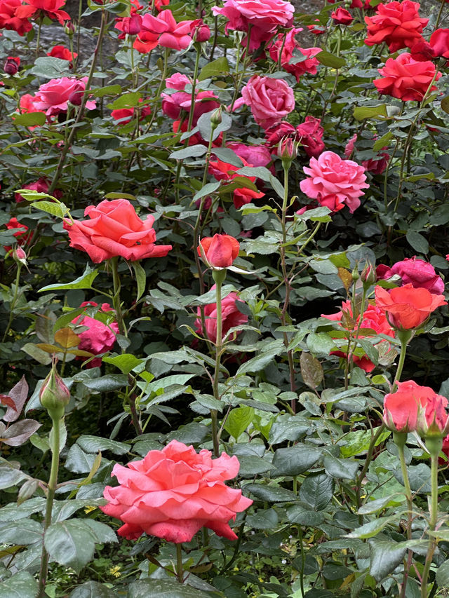 首爾玫瑰花季🌹中浪川玫瑰花公園