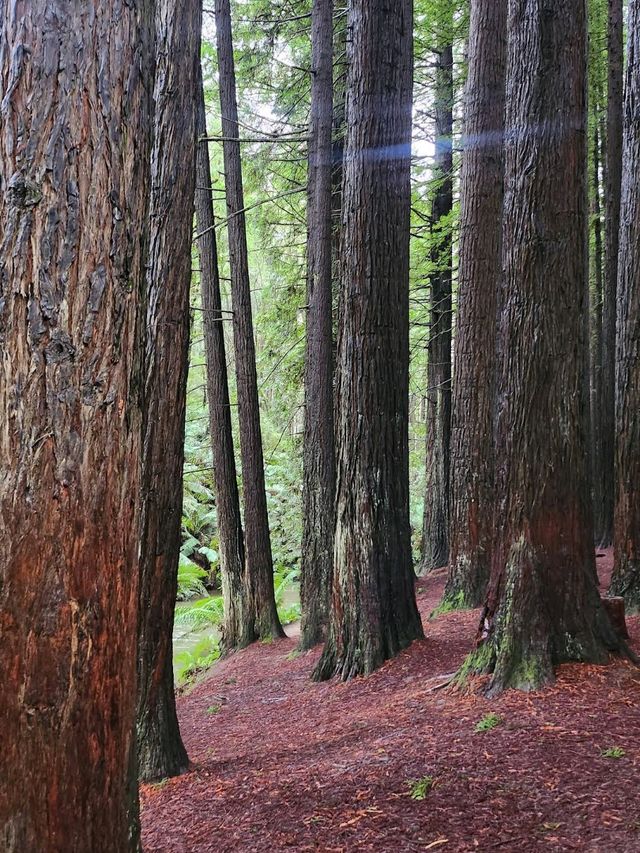 Great Otway National Park – VIC