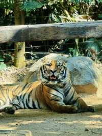 廣州長隆野生動物園