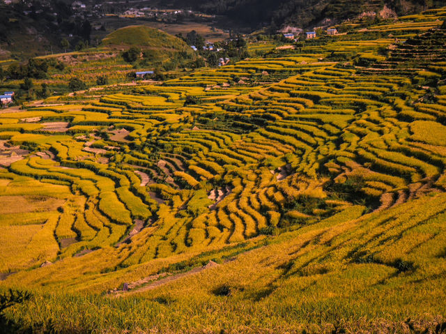 Bajhang paradise of hemp production 