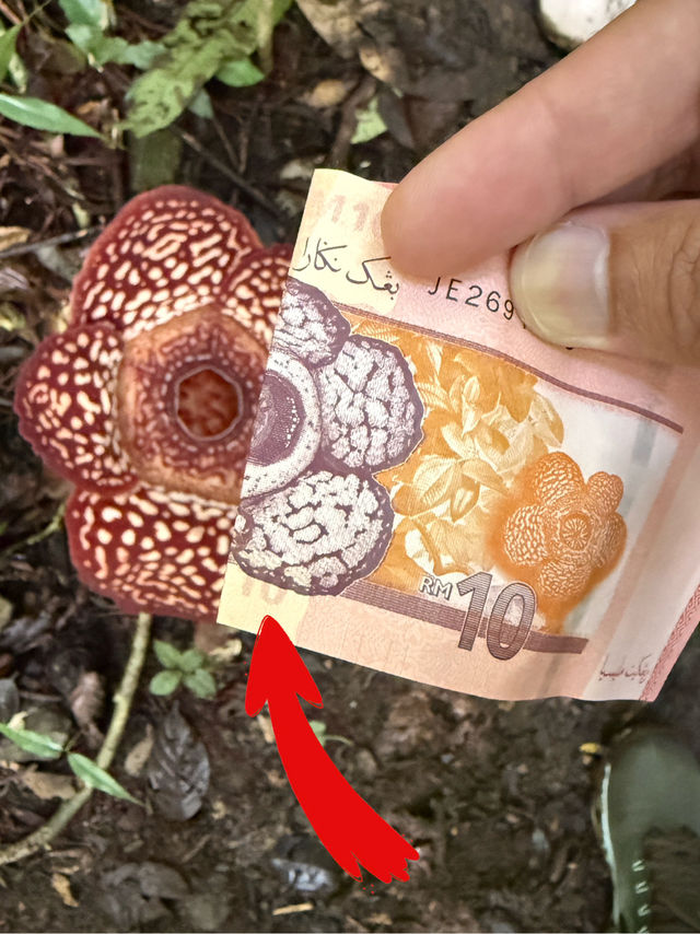 🌺 Chasing Giants in the Wild! 🌿