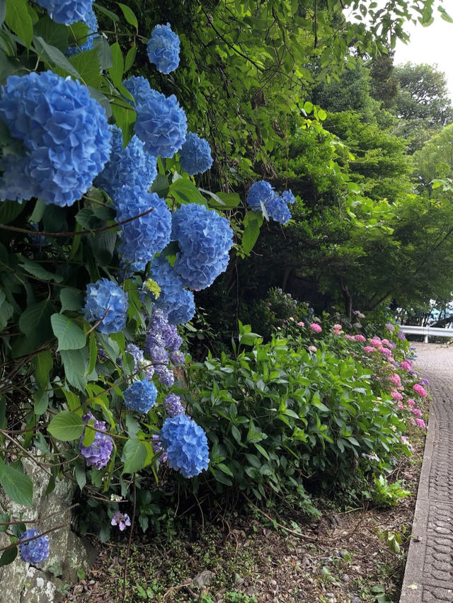 【足羽山公園で四季を感じる癒し旅】福井市街の緑のオアシス🌸🍁🌳