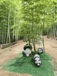🎋🌊 Bamboo Forest at Geoje Island (거제 대나무 숲): A Serene Summer Escape
