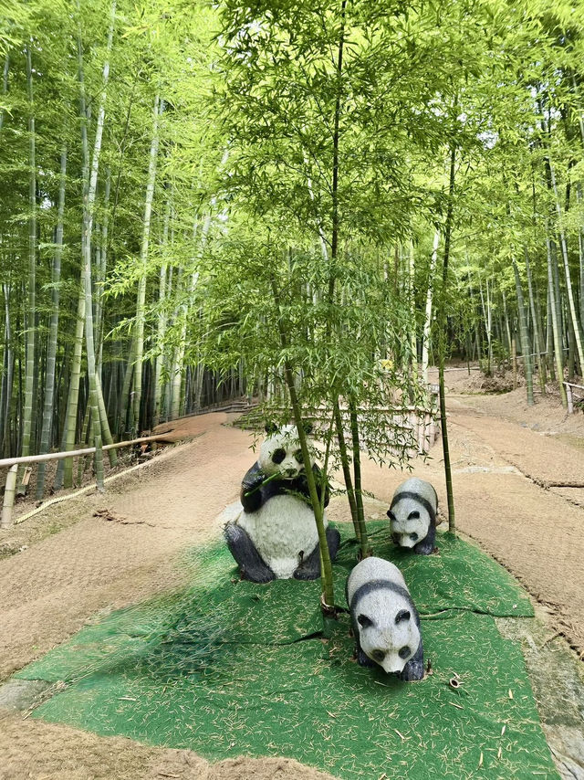 🎋🌊 Bamboo Forest at Geoje Island (거제 대나무 숲): A Serene Summer Escape
