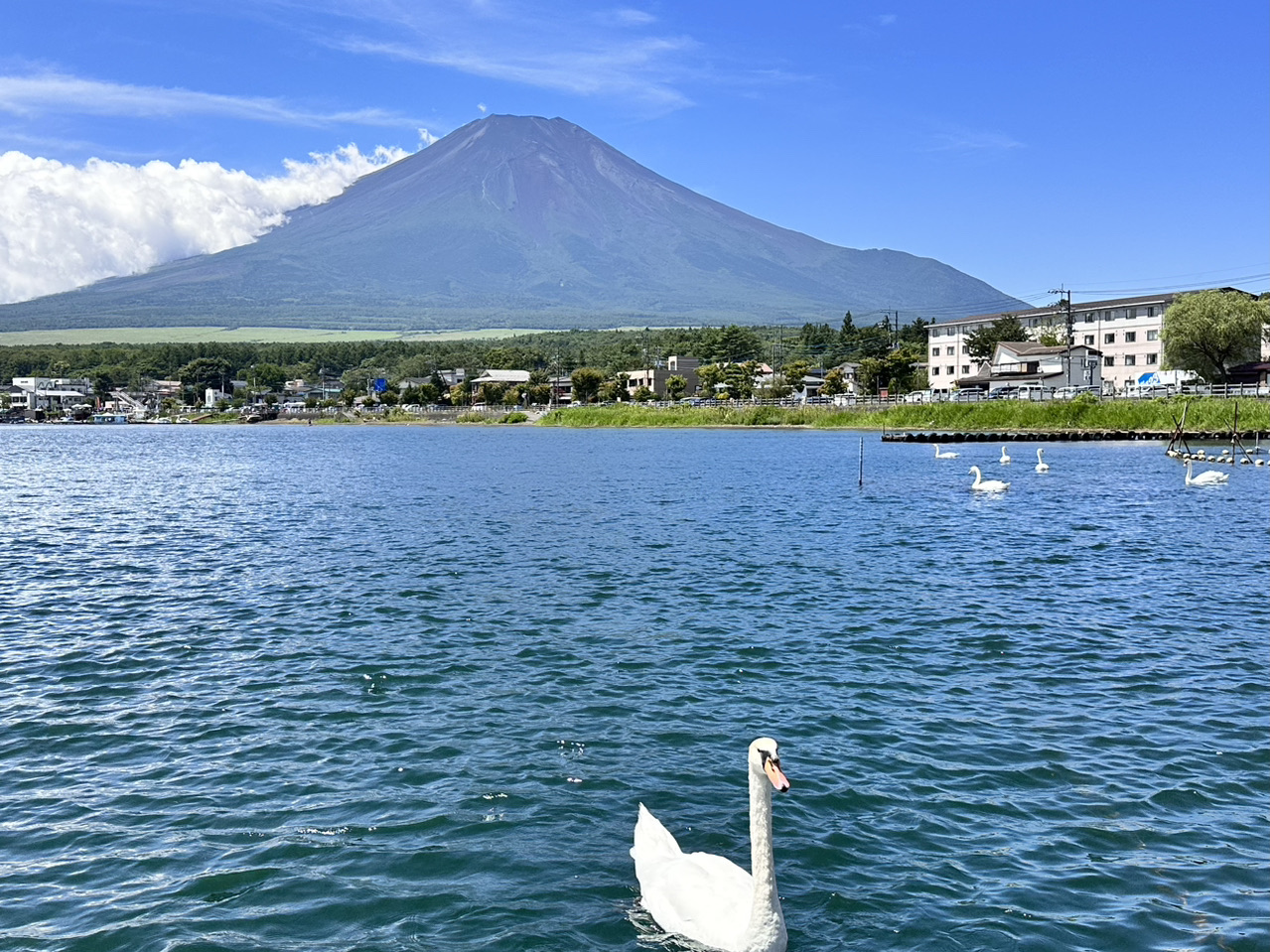 富士山
日本人的聖山
也是很多遊客到日本
會很想看的熱門景點
能欣賞到富士山的景點
其實非常多
自駕遊就可以隨心所欲的欣賞＆拍照
但因為我們是搭乘大眾運輸工具
所以最喜歡到交通便利的河口湖觀賞富士山
夏天能看到富士山的機率不高
富士山常常會被雲遮住
但清晨的時候
富士山出現的機率其實蠻大的
所以住宿地點我們喜歡選在
河口湖大橋附近
這樣清晨的時候就能夠到河口湖附近欣賞到美麗的富士山
山中湖也是一個能欣賞到壯觀的富士山的好地方
從河口湖就有巴士可以搭到山中湖
沿途會經過另一個有名的景點忍野八海
也是一個拍富士山的熱門景點