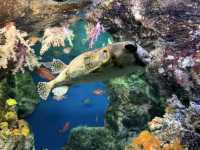 実は九州イチの大きさ！いおワールド鹿児島水族館