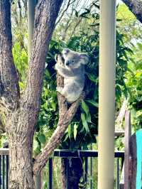 🦒🐨 Wild Day Out at Taronga Zoo Sydney! 🌿🌊