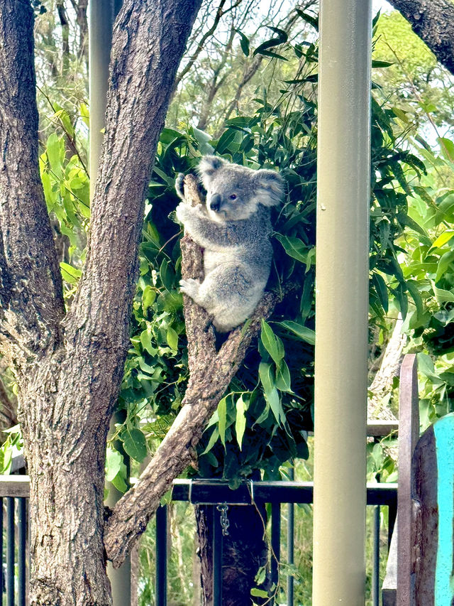 🦒🐨 Wild Day Out at Taronga Zoo Sydney! 🌿🌊