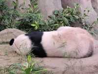 Mandai - Vương Quốc Các Loài Thú