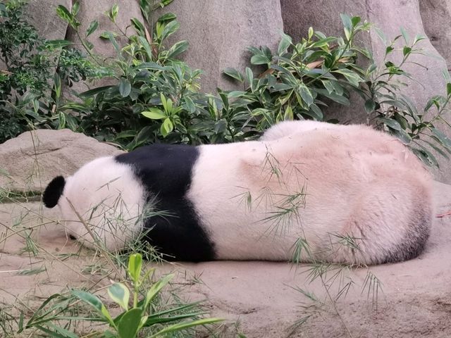 Mandai - Vương Quốc Các Loài Thú