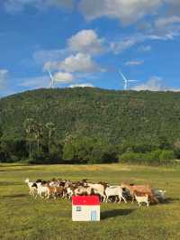 ทุ่งกังหัน สระบุรี New Landmark🐐