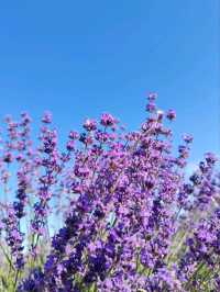 Soul of Purple, Essence of Scent