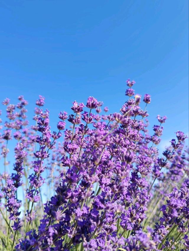 Soul of Purple, Essence of Scent