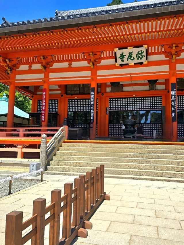 Wishes and Daruma: Katsuo-ji Temple, Osaka