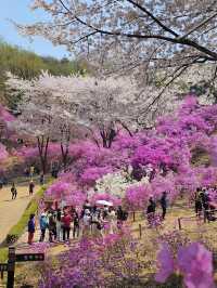 Jindallae Dongsan