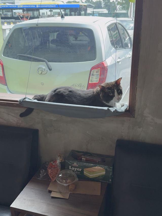 Rustic Vibes, Indoor Trees, and Cat Company: Grind.jb Café in Taman Sentosa