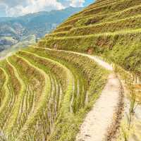 Longji Rice Terraces: A Solo Traveler’s Journey Through China’s Dragon Spine Mountains"** 🐉🌾