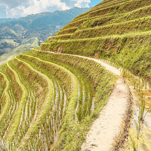 Longji Rice Terraces: A Solo Traveler’s Journey Through China’s Dragon Spine Mountains"** 🐉🌾