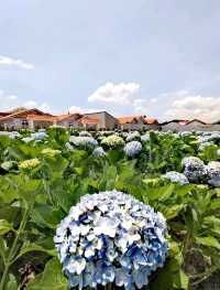 萬清花村