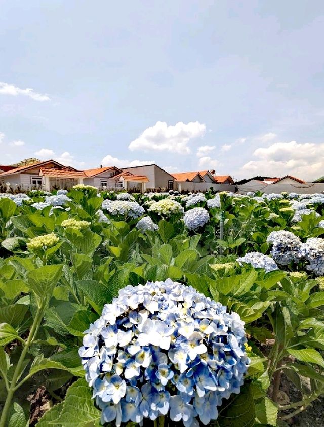 萬清花村