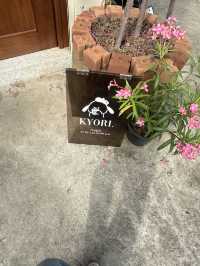 •Kyori.Koji• คาเฟ่ที่ดังเรื่องชาชีสสสสส 🫜