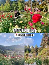 Everland Rose Garden: South Korea