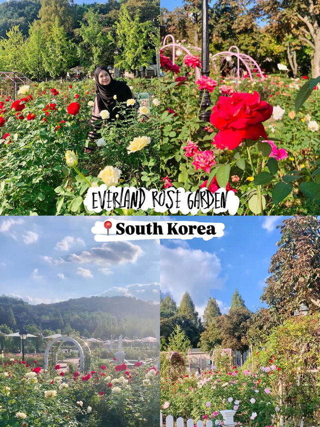 Everland Rose Garden: South Korea