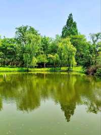 Xixi Wetland: Where Watertown Charm Meets Untamed Nature – A Living Canvas of Jiangnan