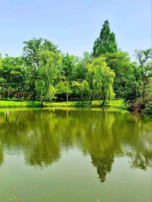 Xixi Wetland: Where Watertown Charm Meets Untamed Nature – A Living Canvas of Jiangnan