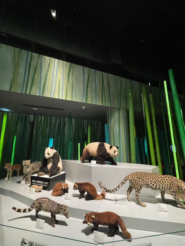 Chengdu Panda museum 🐼