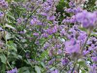 Princes Street Gardens: Edinburgh's Green Heart