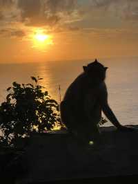 The Wild Monkeys of Bali: Playful, Sacred & Free