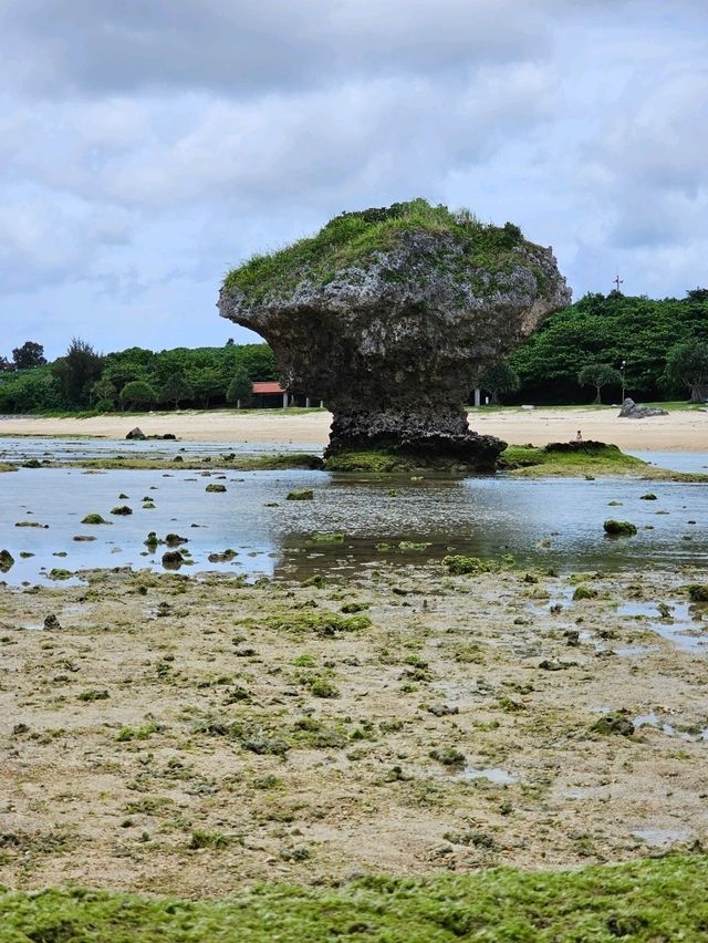🐚干潮の岩場で“ジンベエザメ”探検。渡具知が魅せる自然のアート。