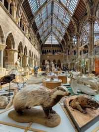 Oxford University Museum of Natural History: A Feast of Nature and History
