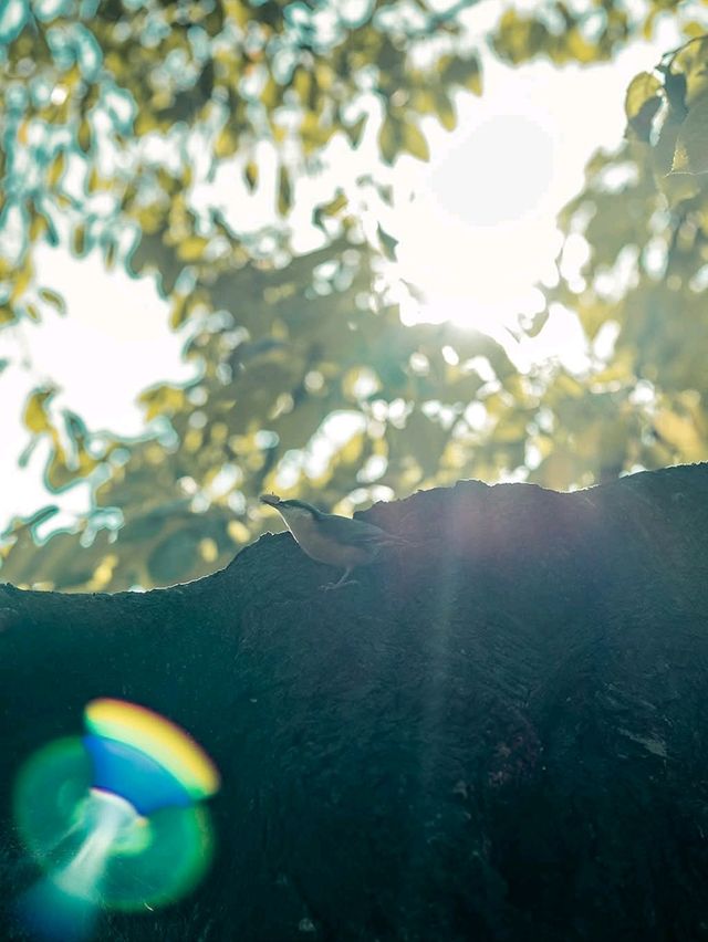 Shadow Pyramid