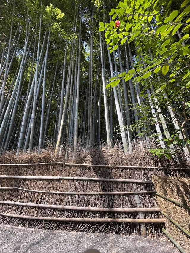 🇯🇵 Giōji Temple